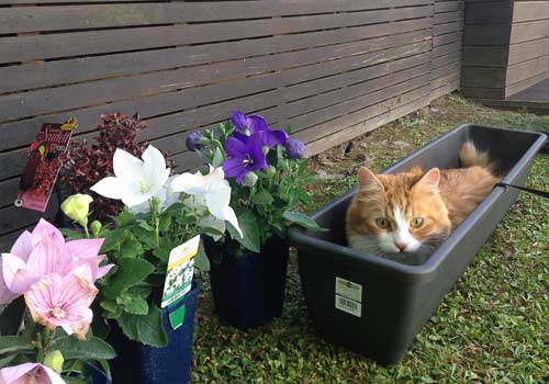 Siberian cat in garden